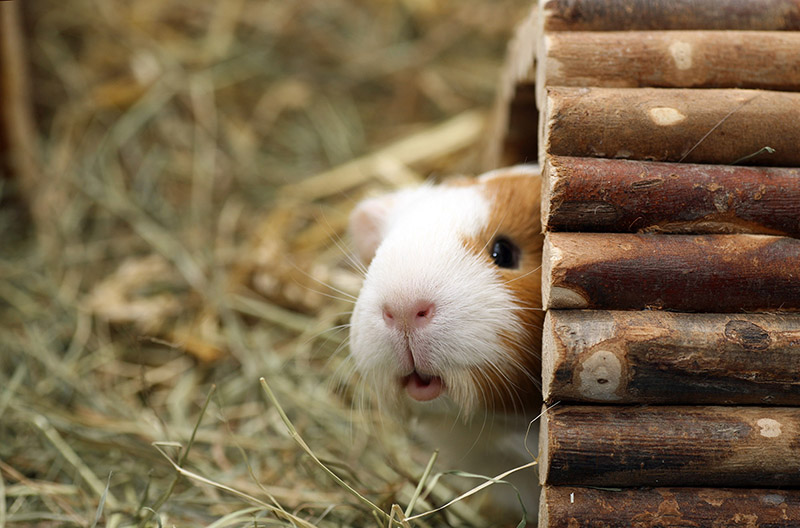 Curious guinea pig looking around the corner carefully.