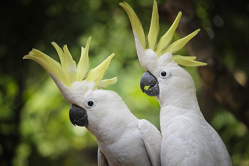 Two white Cockatoos outside.