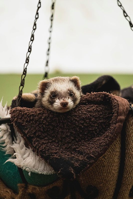 A ferret laying on a swing.