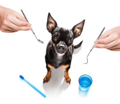 Doggy Dental Care Tips