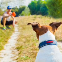 5 Ways To Keep Your Dog Fit