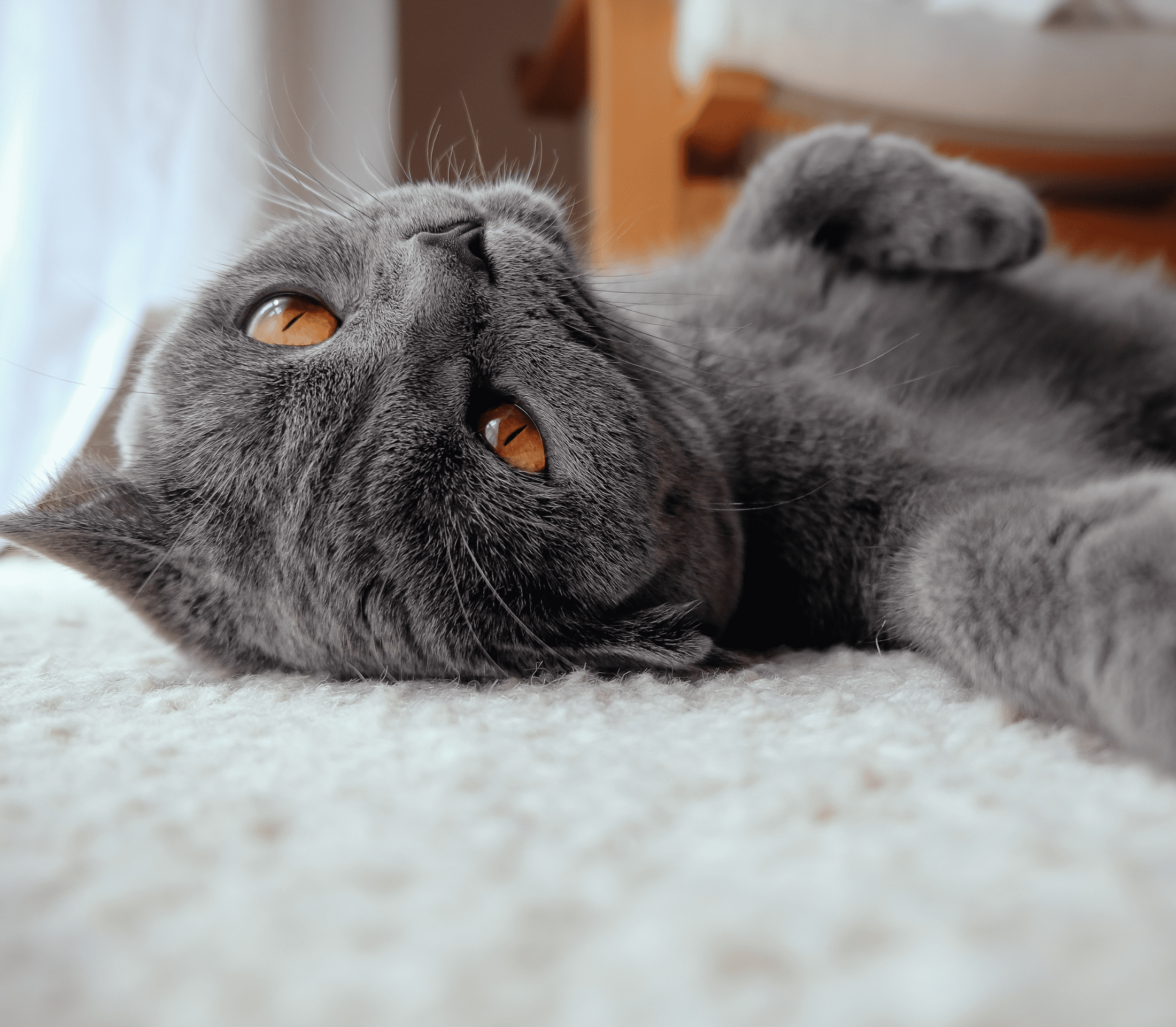 Gray cat laying on its back