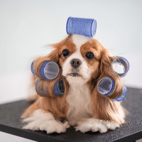 Long-haired dog with blue curlers