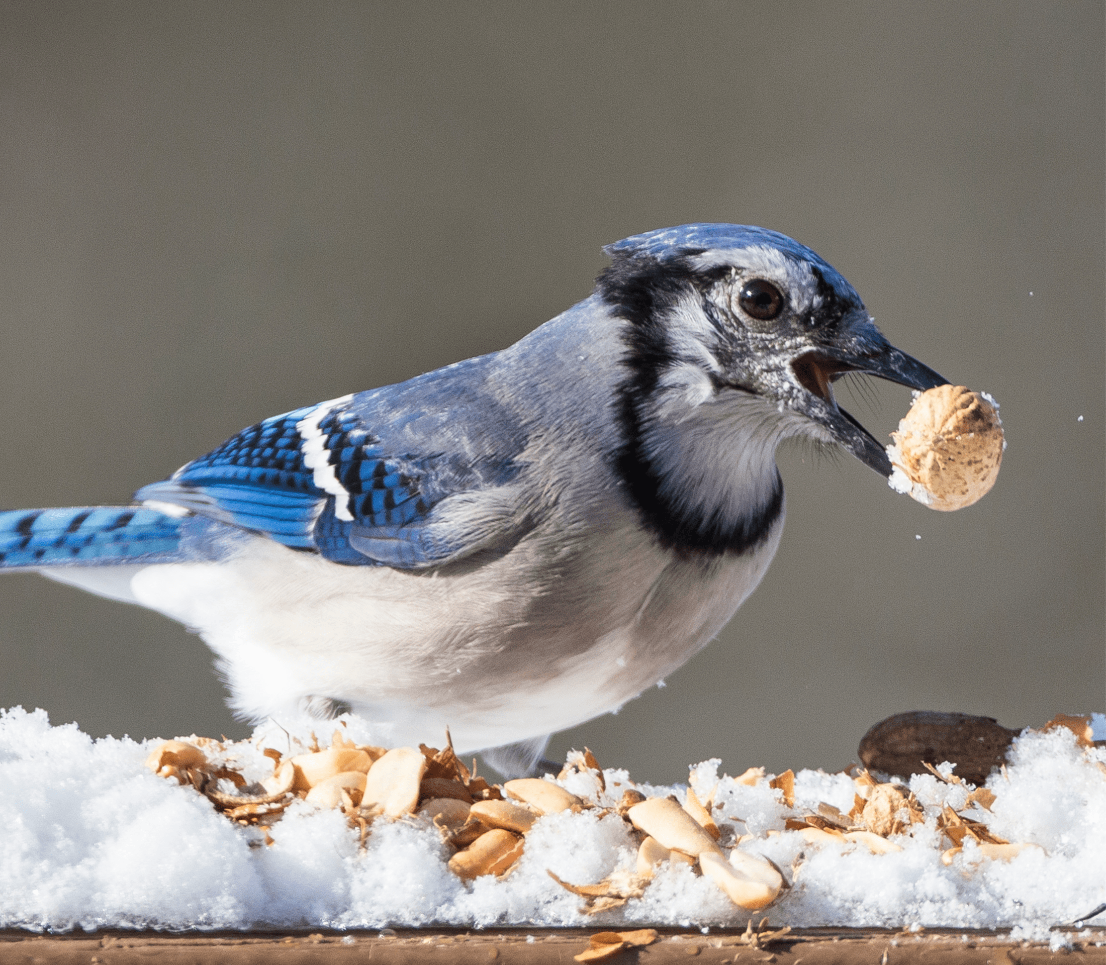 Blue bird pecking on a seed from the snow