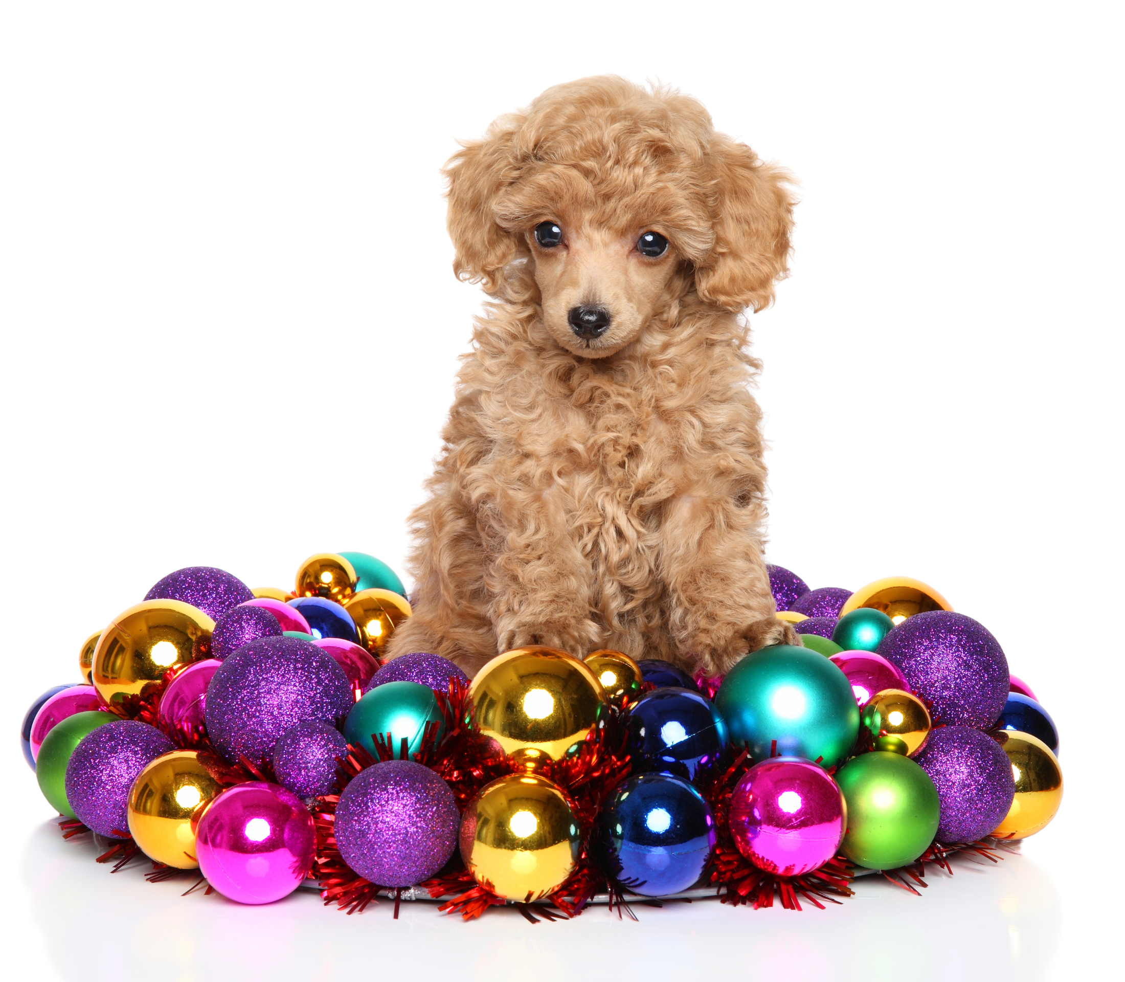 Brown poodle in a stack of colorful christmas balls