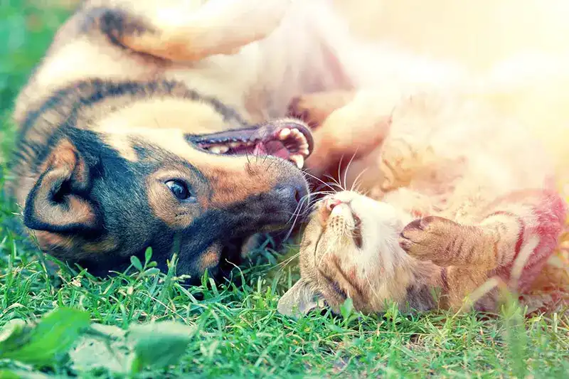 Cat and dog rolling on grass.