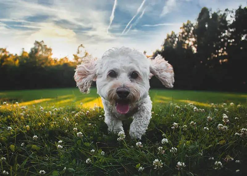 Cute fluffy white dog standing on grass.