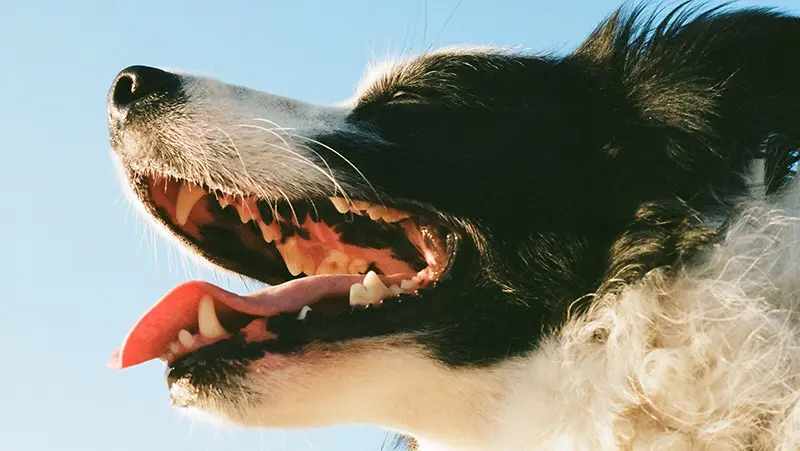 View of dog's open mouth.