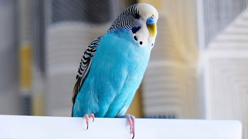 Blue parakeet standing on the back of a chair.
