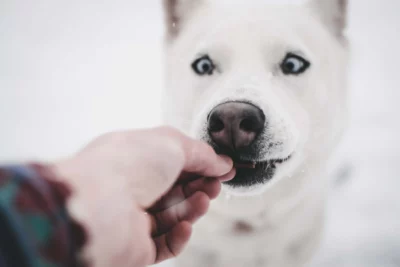 dog with white fur being handed a treat